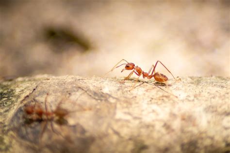 philippine ant|Common Ant Species in the Philippines.